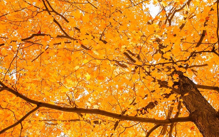 Autumn Tree Theme screenshot #15