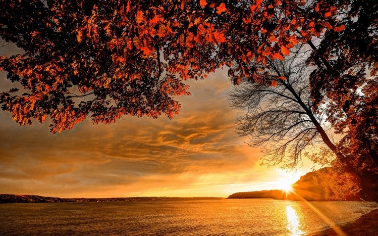 Autumn Tree Theme screenshot #9