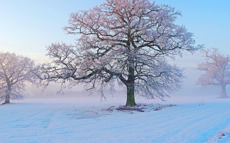 White Winter Tree Theme screenshot #4