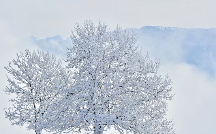 White Winter Tree Theme screenshot #11