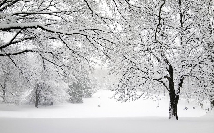 White Winter Tree Theme screenshot #8