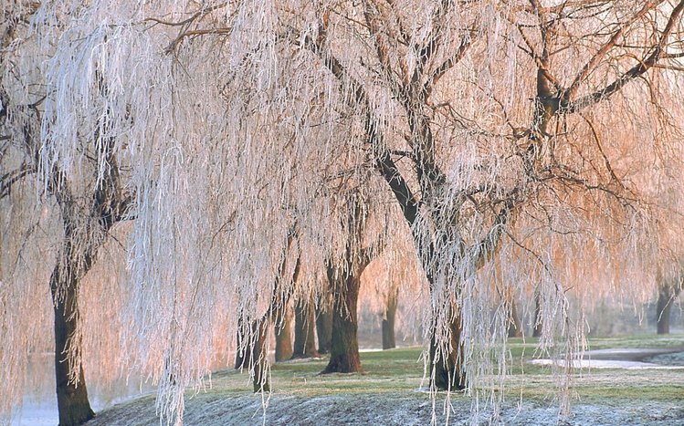 White Winter Tree Theme screenshot #2
