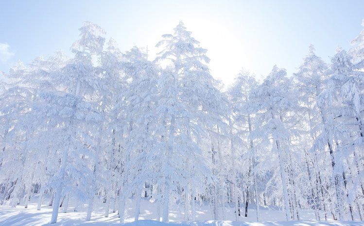 White Winter Tree Theme screenshot #14