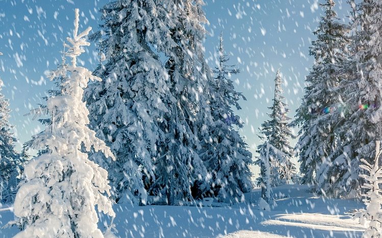 White Winter Tree Theme screenshot #15