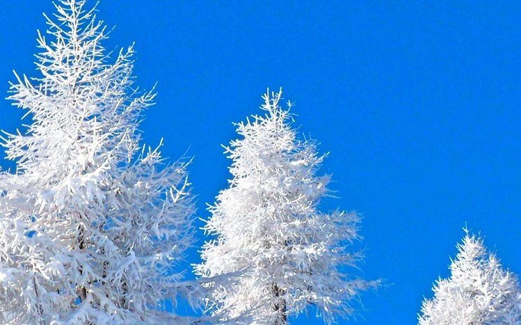 White Winter Tree Theme screenshot #6