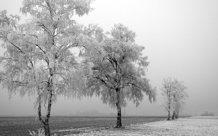 White Winter Tree Theme screenshot #1