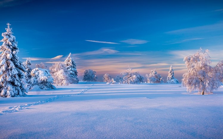 White Winter Tree Theme screenshot #9