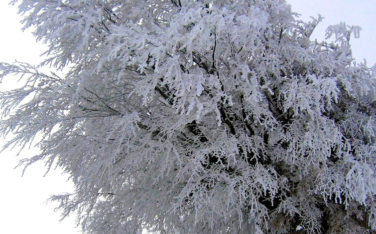 White Winter Tree Theme screenshot #3