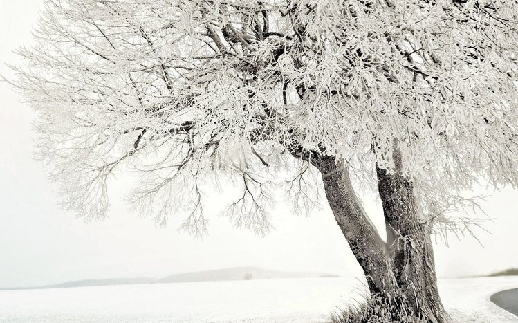 White Winter Tree Theme screenshot #7