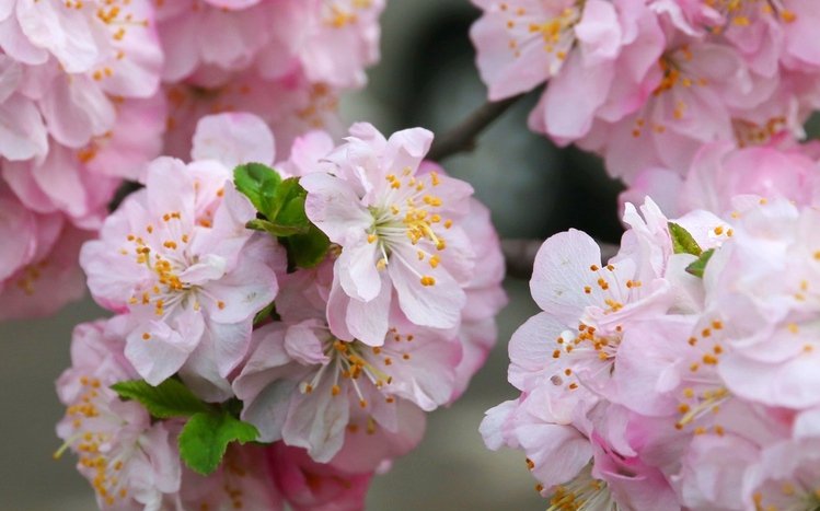 Sakura Theme screenshot #2