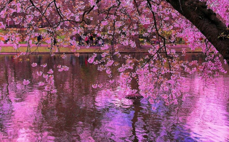 Sakura Theme screenshot #6