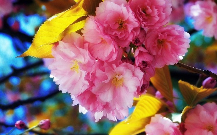 Sakura Theme screenshot #3