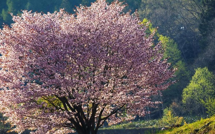 Sakura Theme screenshot #10