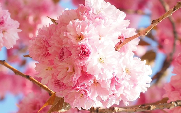 Sakura Theme screenshot #8