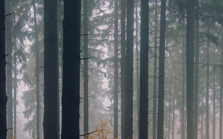 Dark Trees Theme screenshot #12