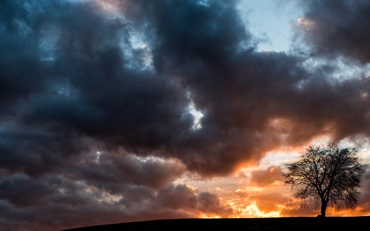Dark Trees Theme screenshot #14