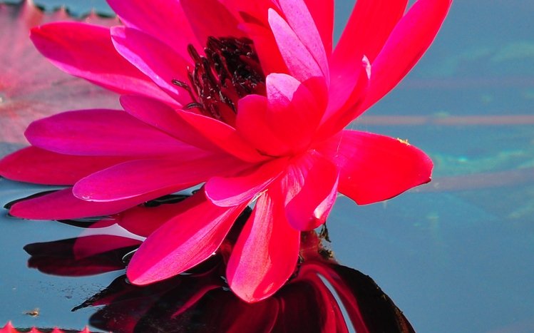 Water Lily Theme screenshot #9