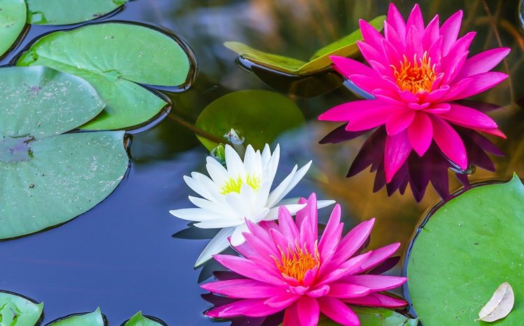 Water Lily Theme screenshot #15