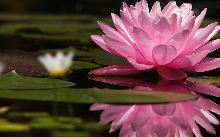 Water Lily Theme screenshot #1