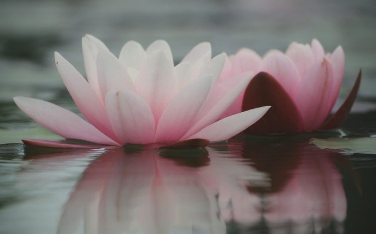 Water Lily Theme screenshot #16