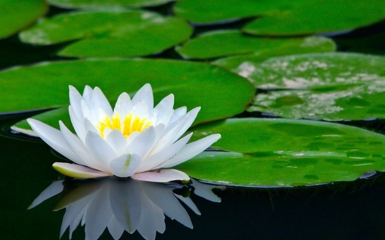 Water Lily Theme screenshot #2