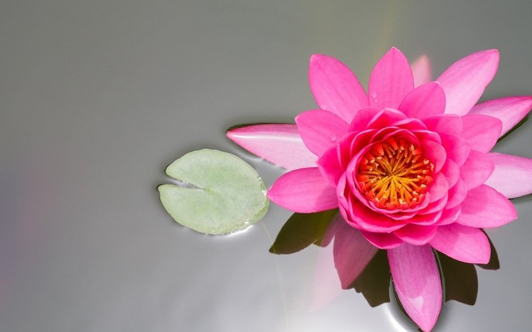 Water Lily Theme screenshot #3