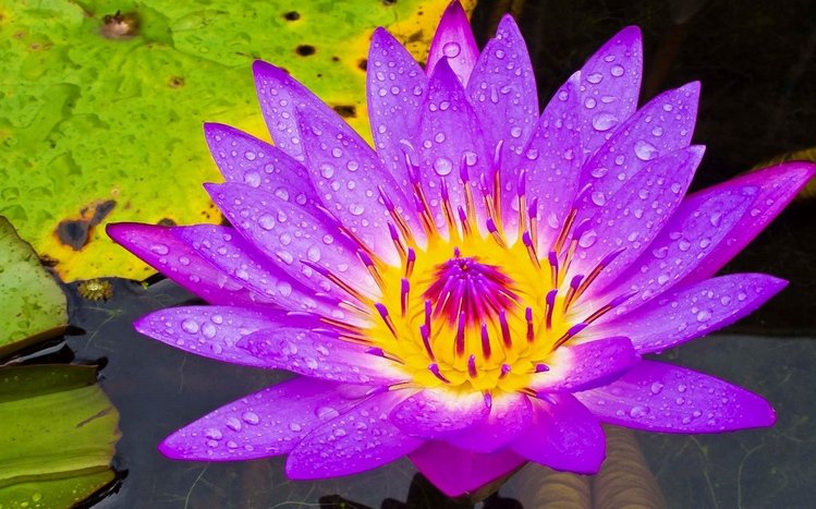 Water Lily Theme screenshot #17