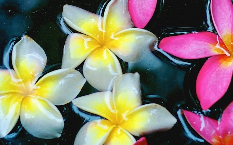 Frangipani Theme screenshot #17