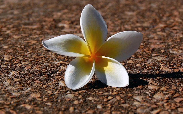 Frangipani Theme screenshot #9