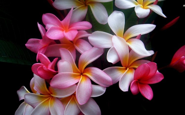 Frangipani Theme screenshot #7
