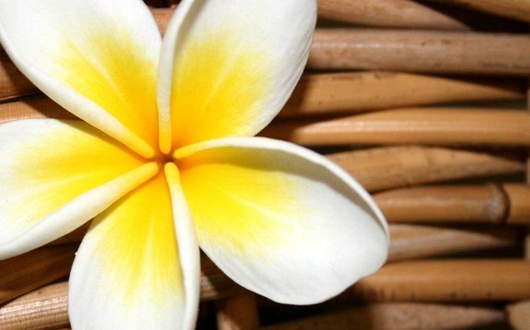 Frangipani Theme screenshot #8