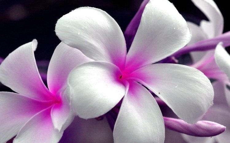 Frangipani Theme screenshot #16