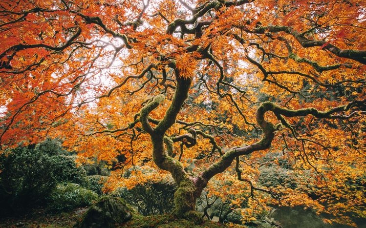 Japanese Garden Theme screenshot #15