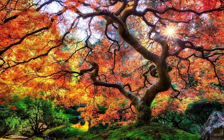 Autumn in Japan Theme screenshot #7