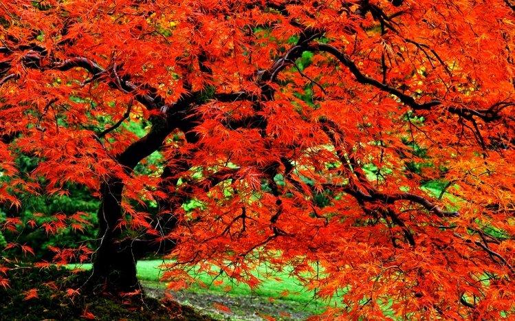 Autumn in Japan Theme screenshot #6