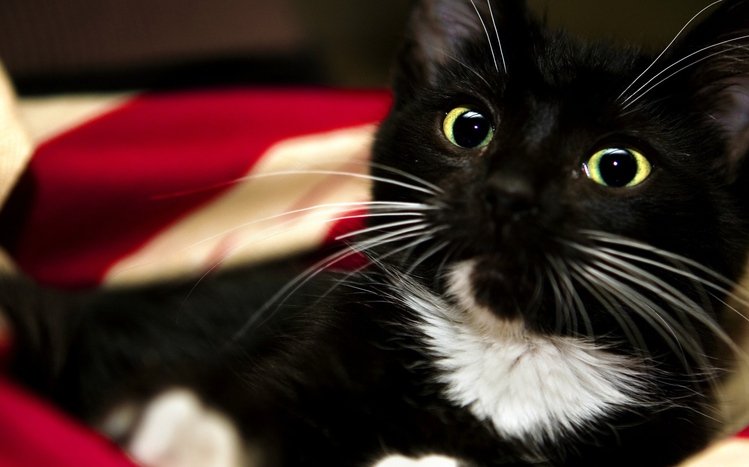 Black Cats Theme screenshot #10