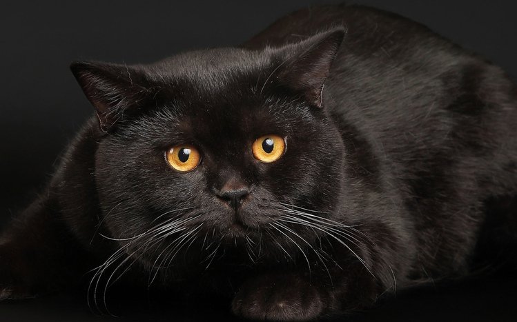 Black Cats Theme screenshot #9