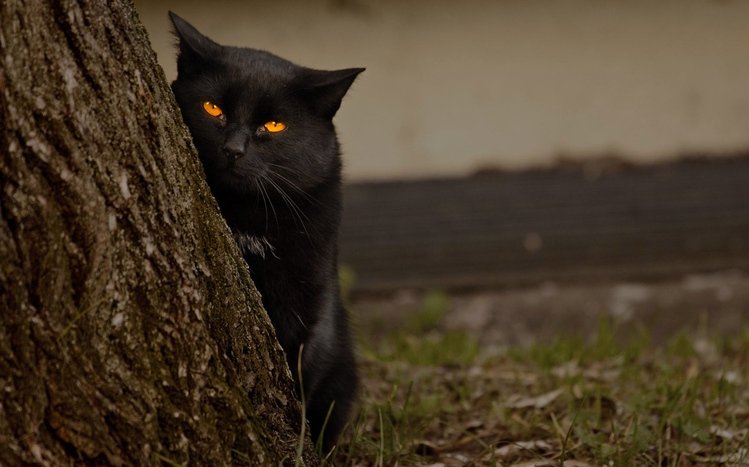 Black Cats Theme screenshot #3