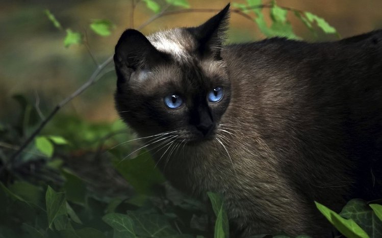 Black Cats Theme screenshot #4