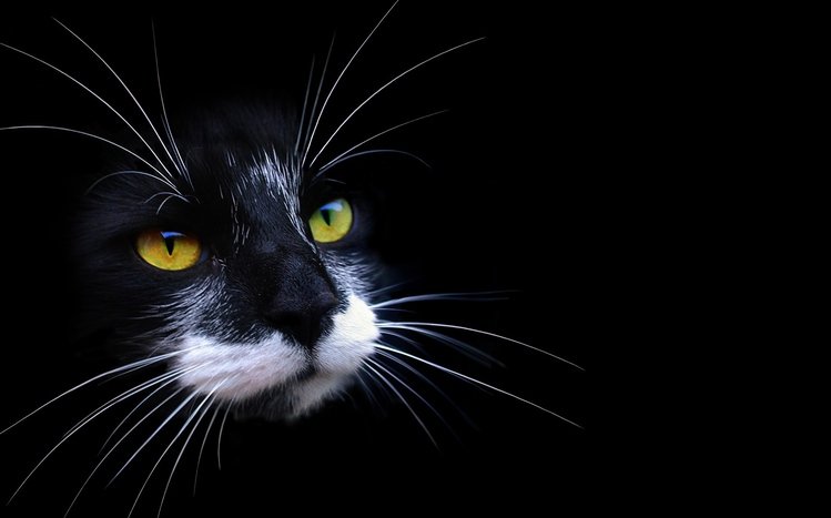 Black Cats Theme screenshot #2