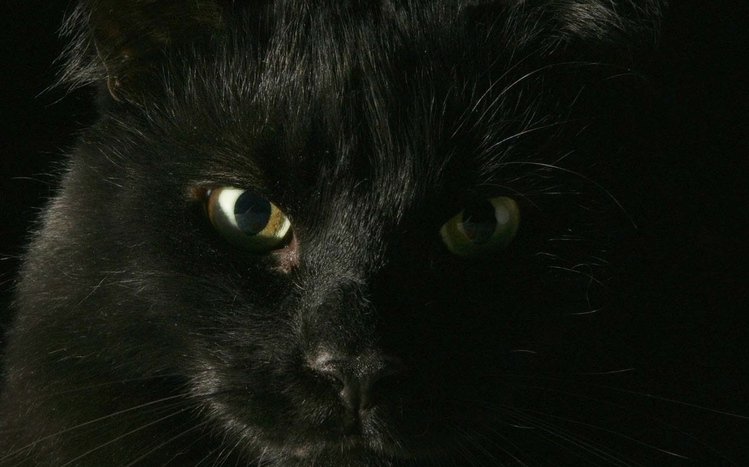 Black Cats Theme screenshot #7