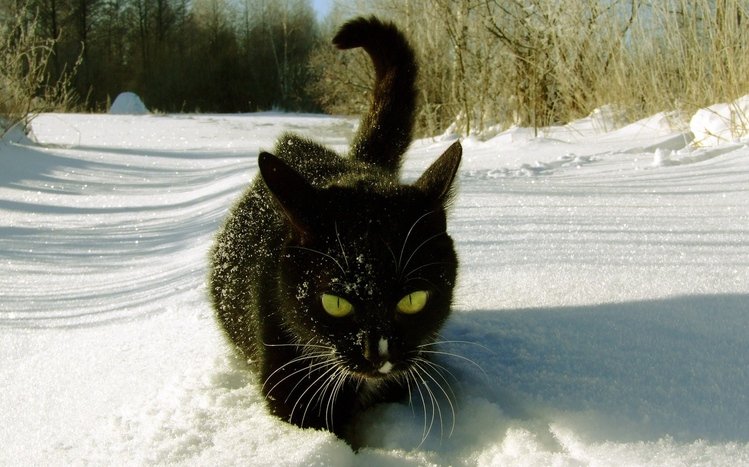 Black Cats Theme screenshot #14