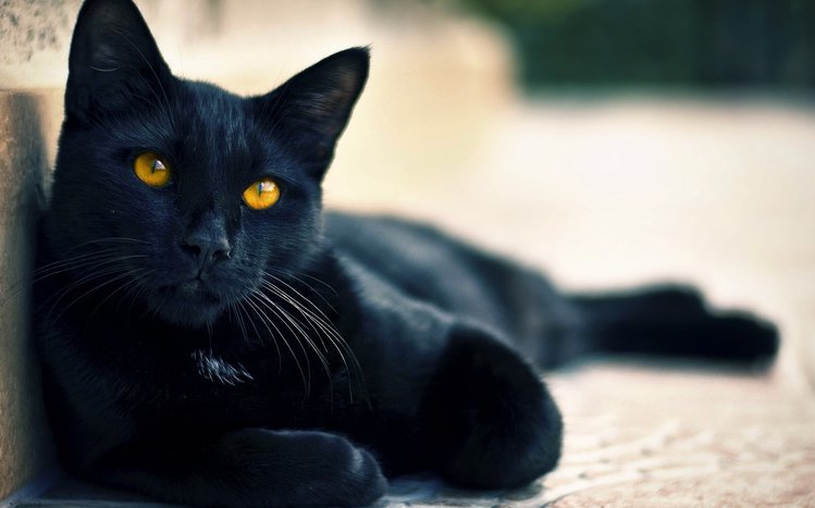 Black Cats Theme screenshot #11