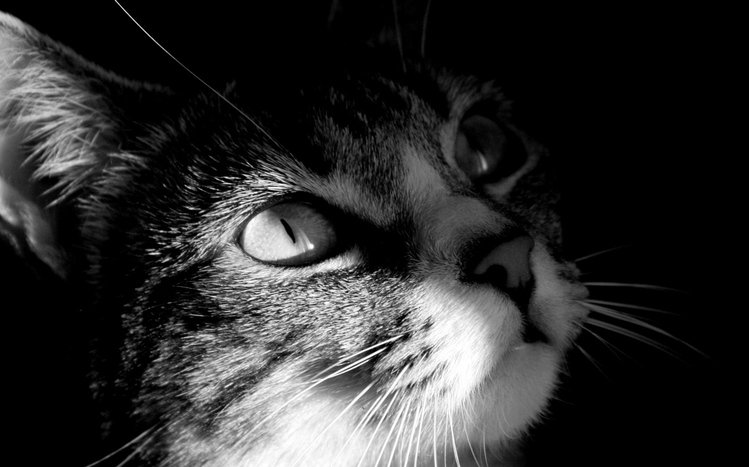 Black Cats Theme screenshot #1