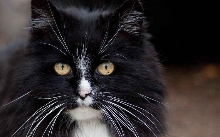 Black Cats Theme screenshot #12