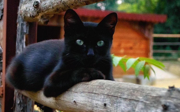 Black Cats Theme screenshot #13