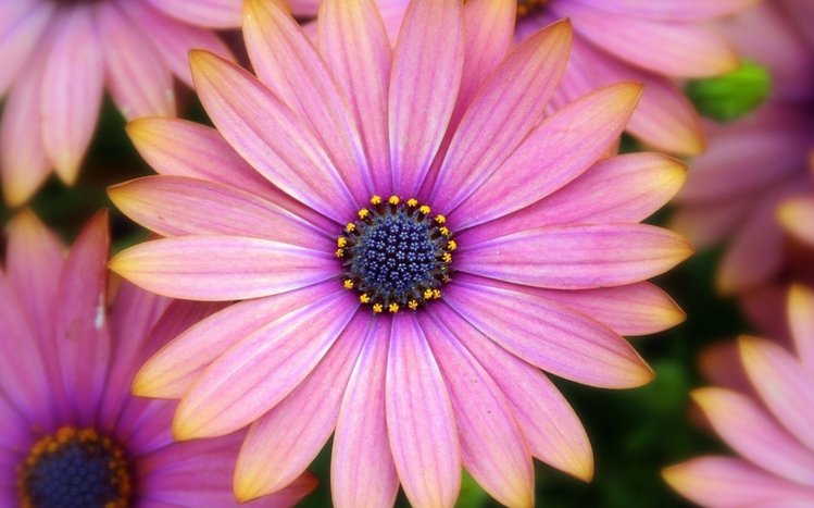 Pink Flowers Theme screenshot #1