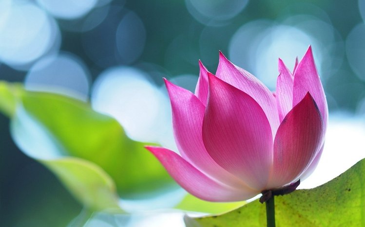 Pink Flowers Theme screenshot #4