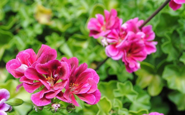 Pink Flowers Theme screenshot #2