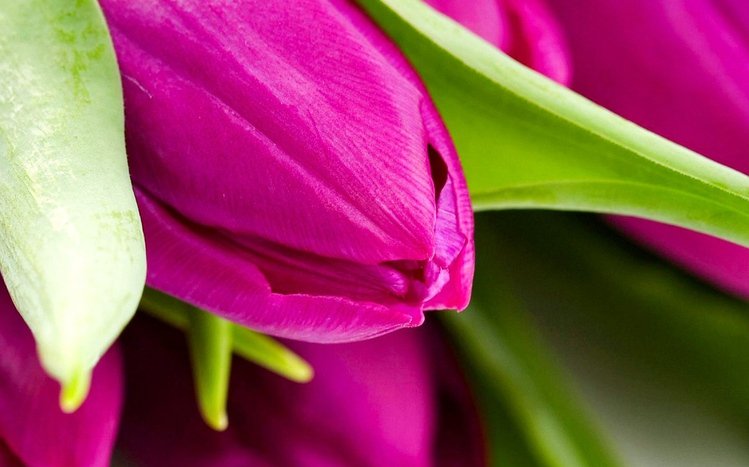 Pink Flowers Theme screenshot #3